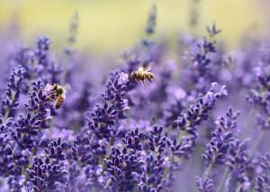 Lavendelblüte mit Bienen