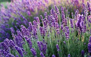 Lavendel