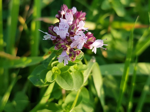 Oregano