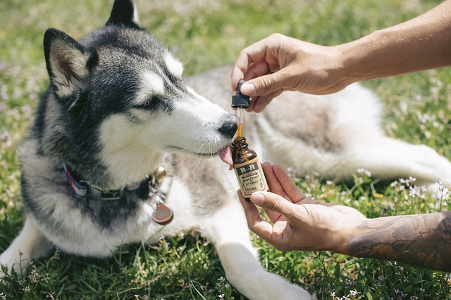Husky bekommt Hanföl