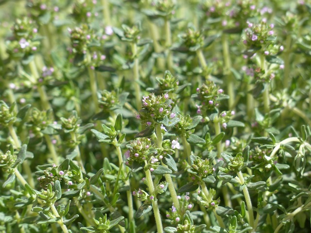 Thymian