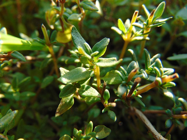 Thymian