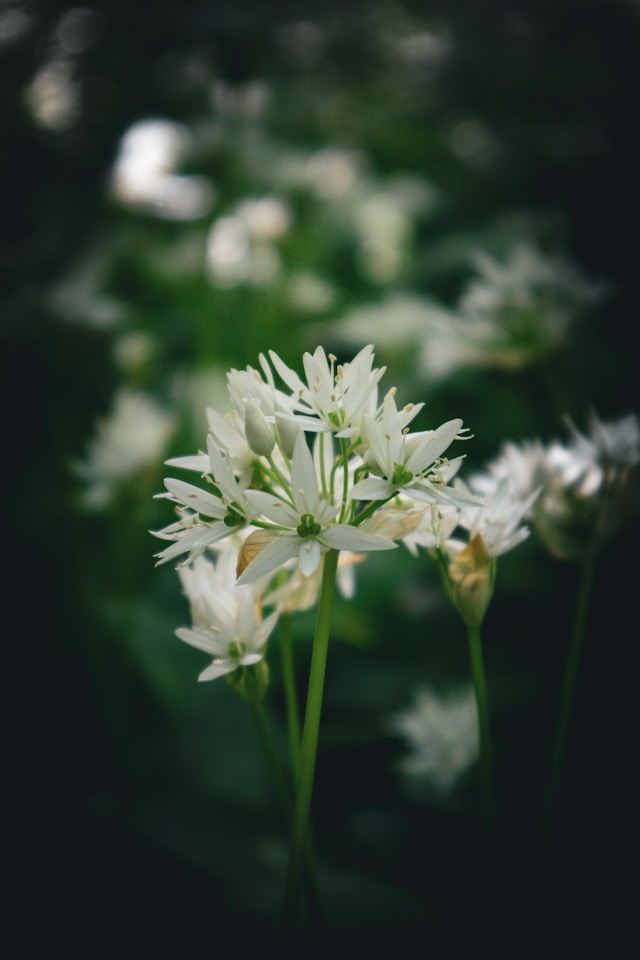 Bärlauch Blüte