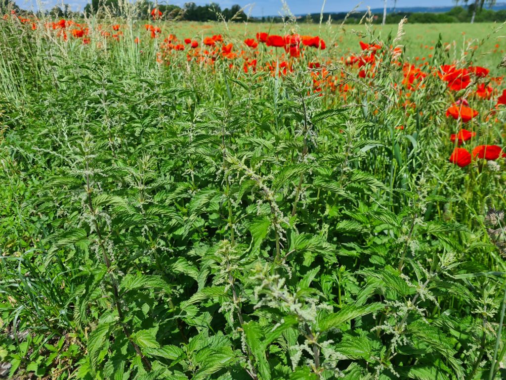 Brennnessel Feldrand Mohn