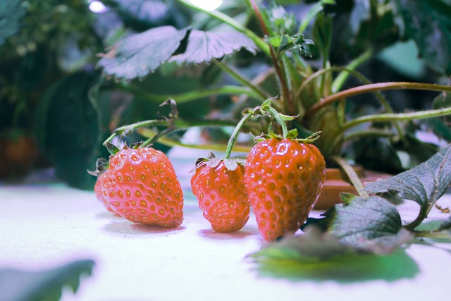Erdbeeren in Hydrokultur