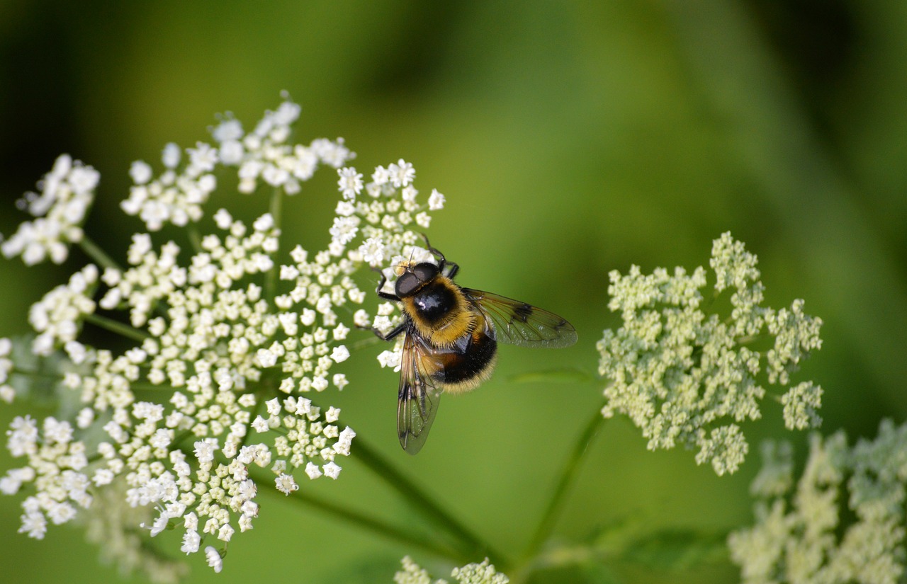Giersch mit Hummel