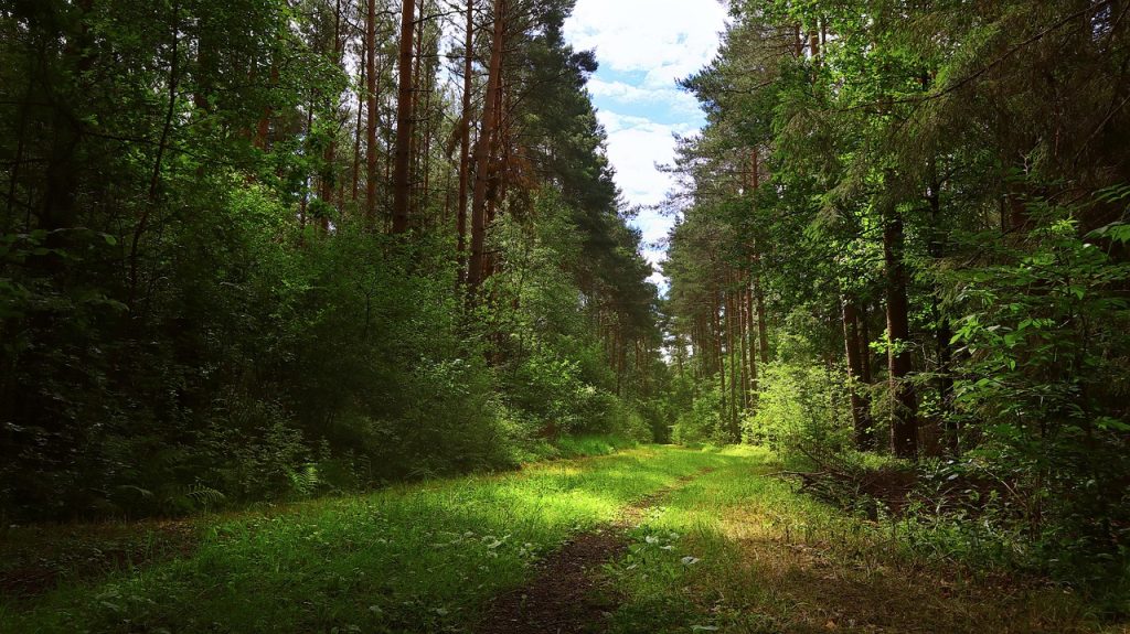 Kräuter entdecken beim Waldspaziergang