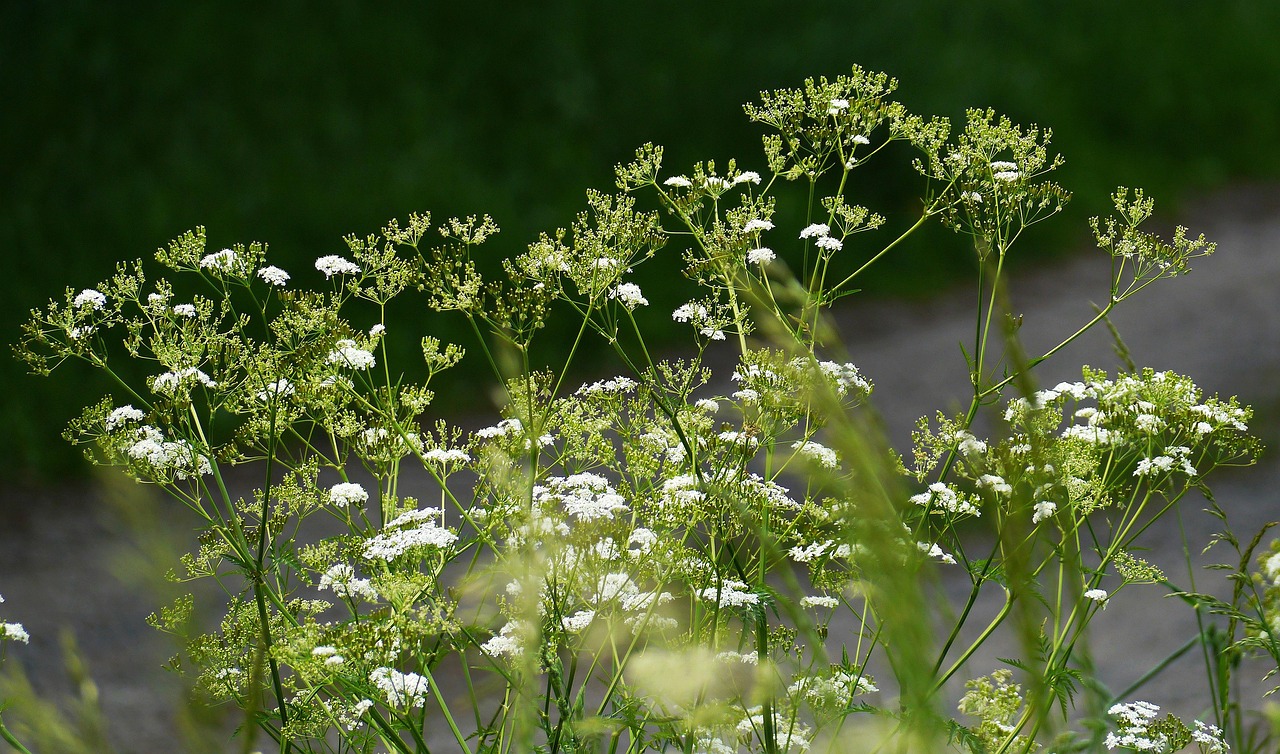 Erste zarte Gierschblüten